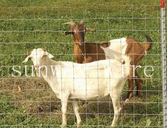 Cattle Fence